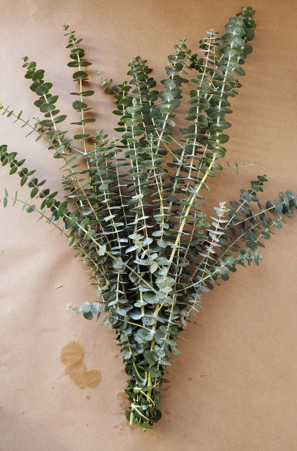Eucalyptus Baby Blue