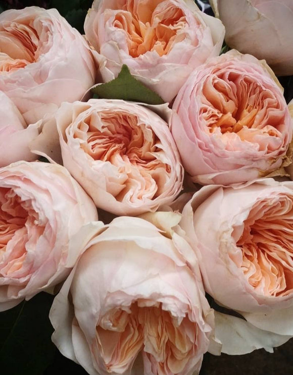 David Austin Peach Juliet Garden Rose