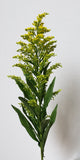 Solidago