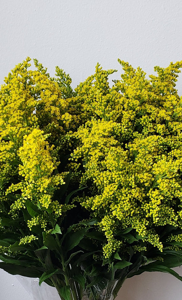 Solidago