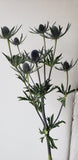 Eryngium Blue Dynamite