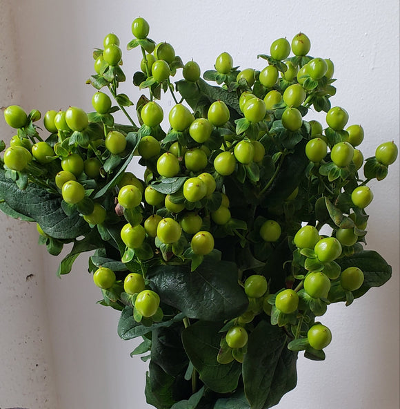 Hypericum Green