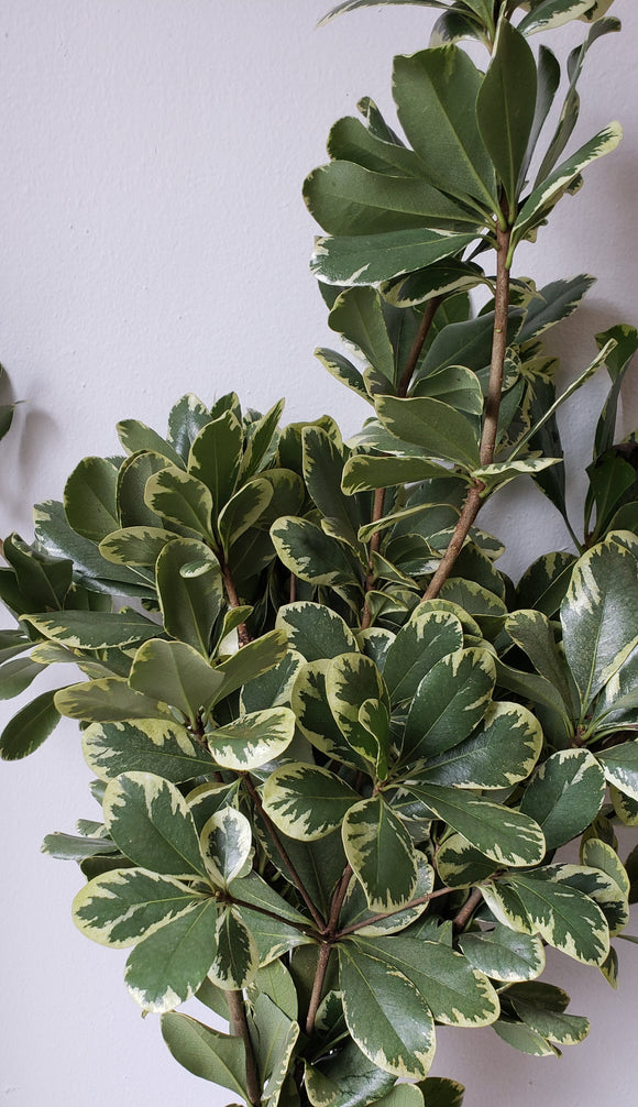 Pittosporum Varigated