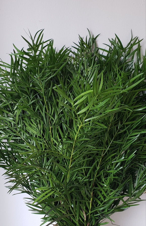 Weeping Podocarpus