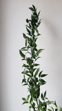 Italian Ruscus
