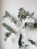 Dusty Miller