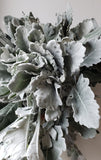 Dusty Miller