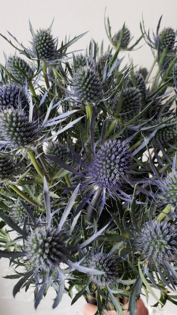 Eryngium Blue Dynamite