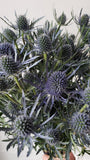 Eryngium Blue Dynamite