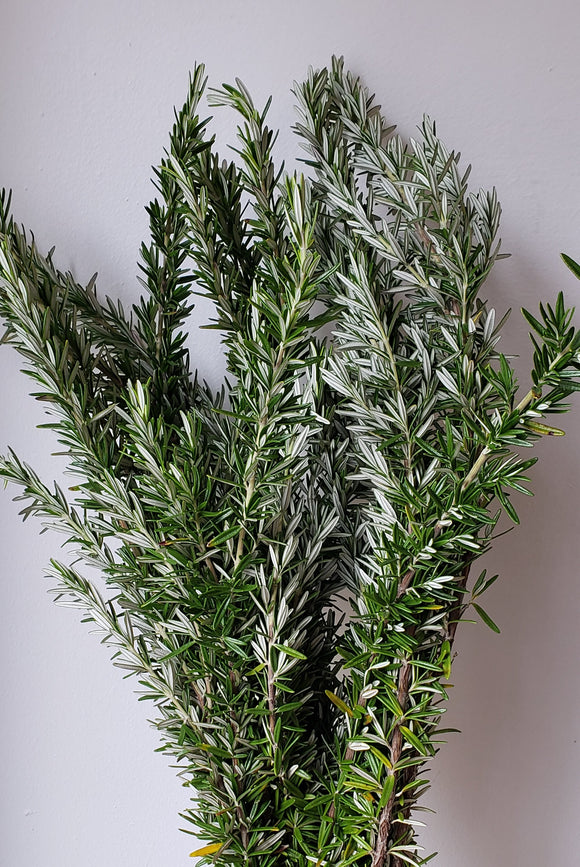 Rosemary