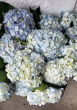 Premium Blue Hydrangeas