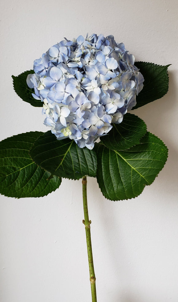 Premium Blue Hydrangeas