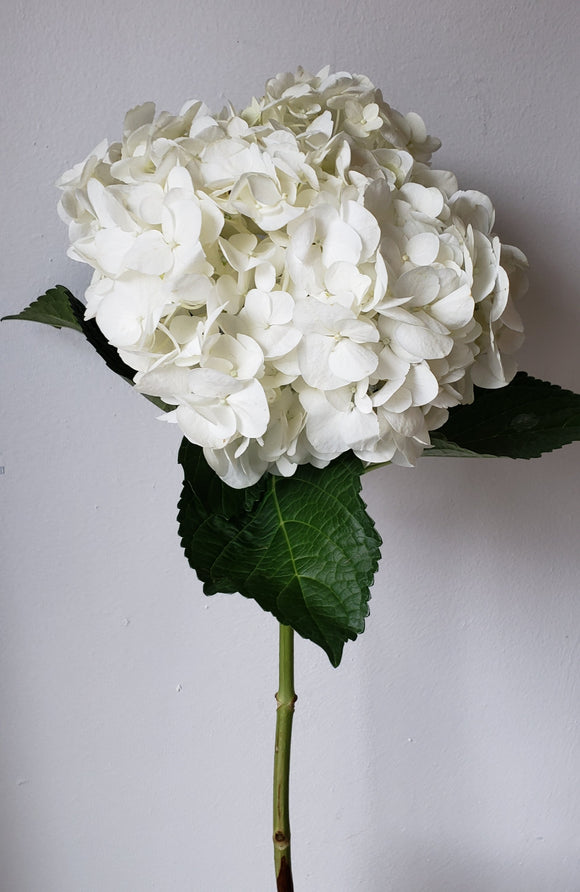 Premium White Hydrangeas