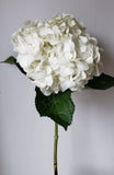 Premium White Hydrangeas