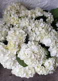 Premium White Hydrangeas