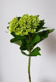 Hydrangea Mini Green