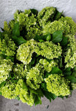 Hydrangea Mini Green