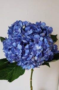 Premium Hydrangea Shocking Blue