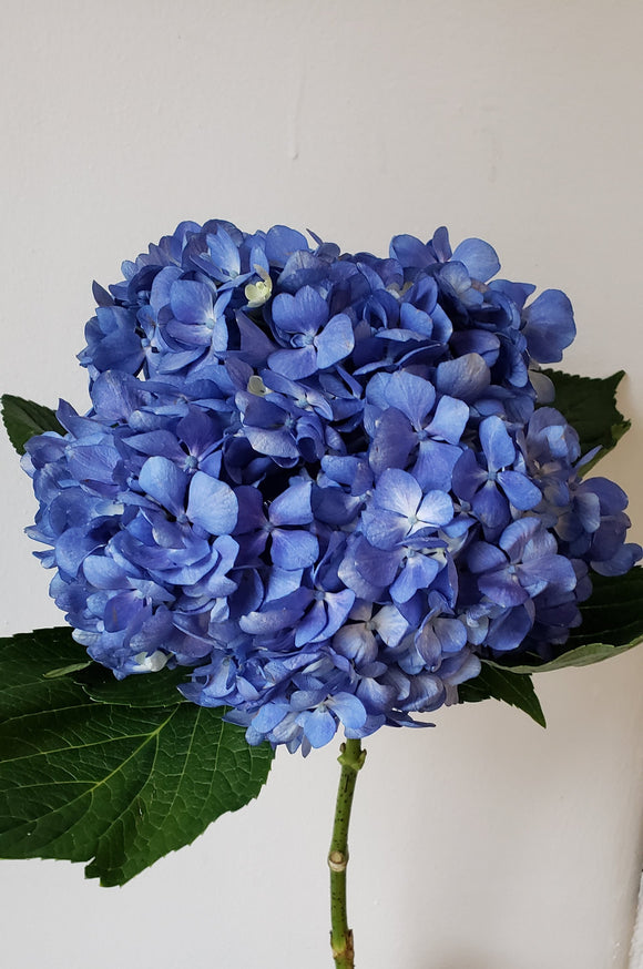 Premium Hydrangea Shocking Blue