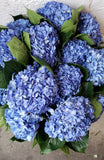 Premium Hydrangea Shocking Blue