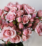 Spray Rose Pink Majolica
