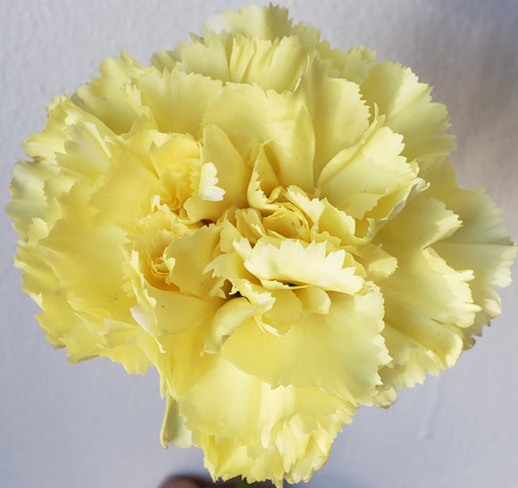 Carnation Yellow