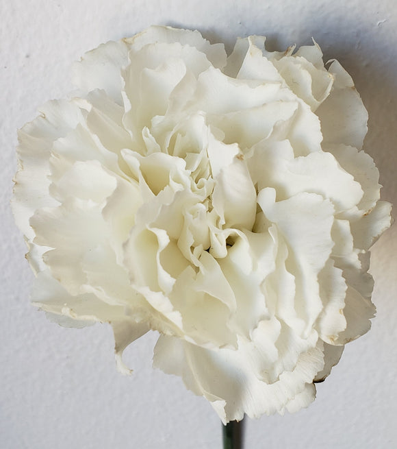 Carnation White
