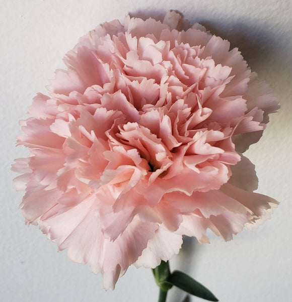 Carnation Light Pink