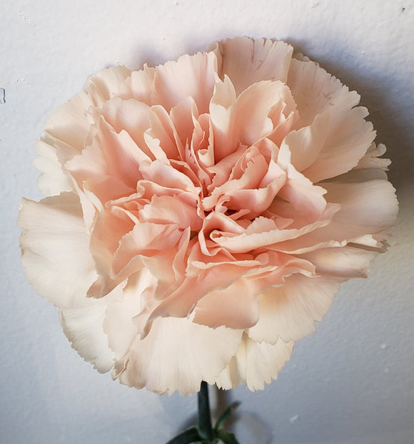 Carnation Peach