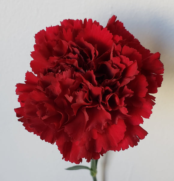 Carnation Burgundy