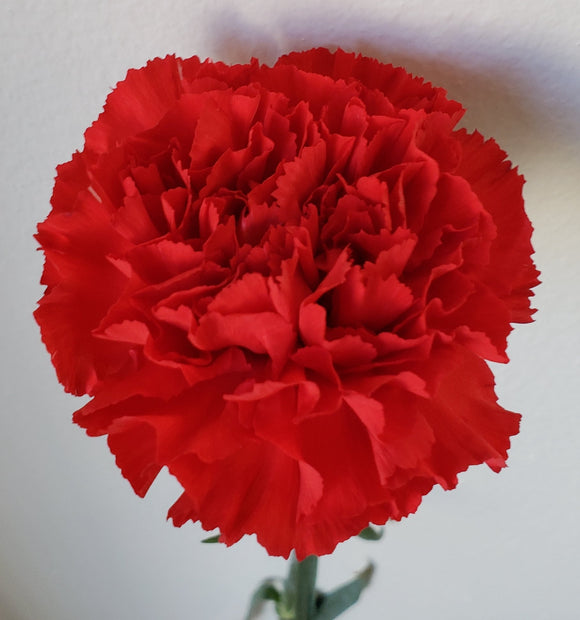 Carnation Red