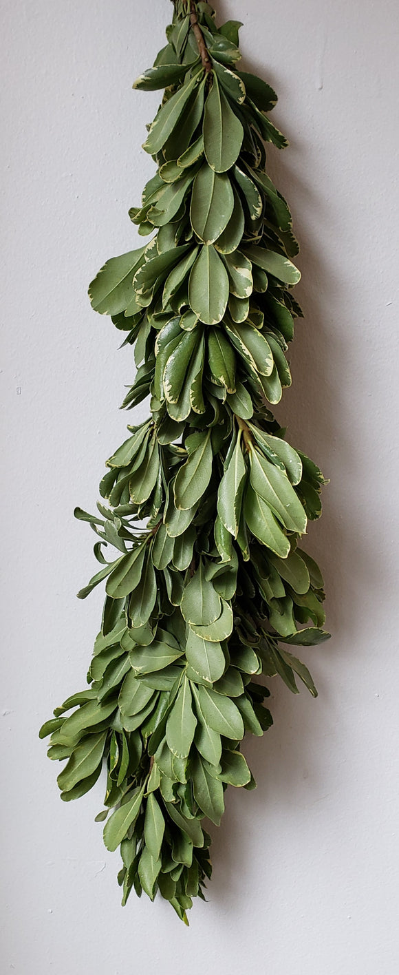 Pittisporum Variegated Garland