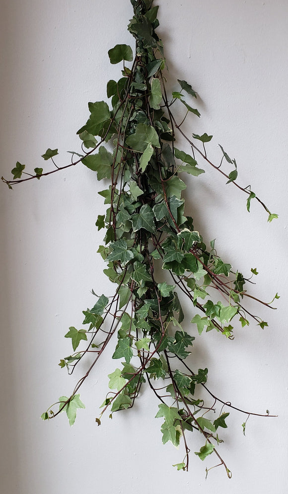 Ivy Variegated Garland