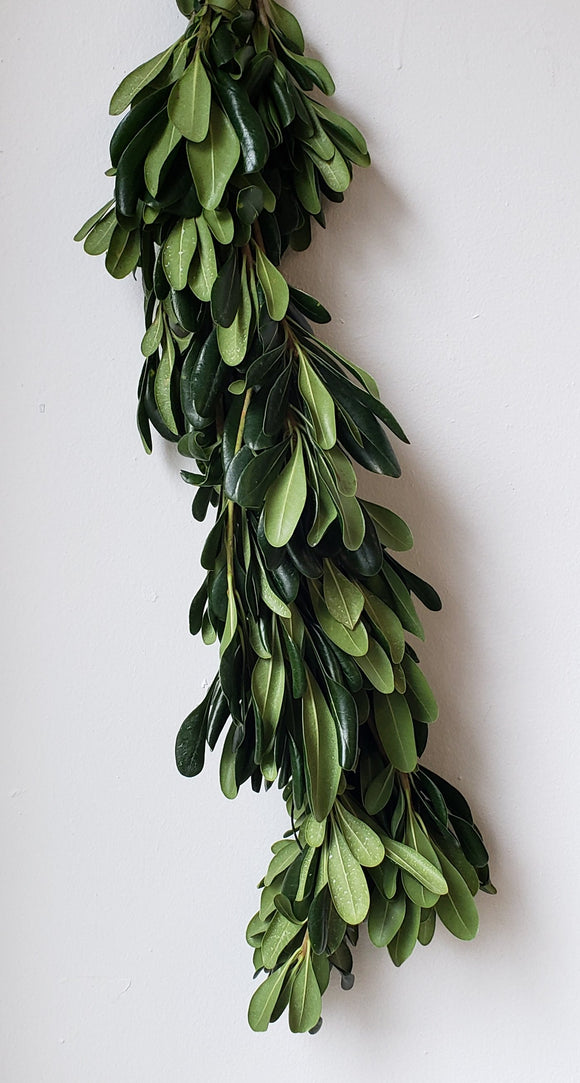 Pittisporum Green Garland