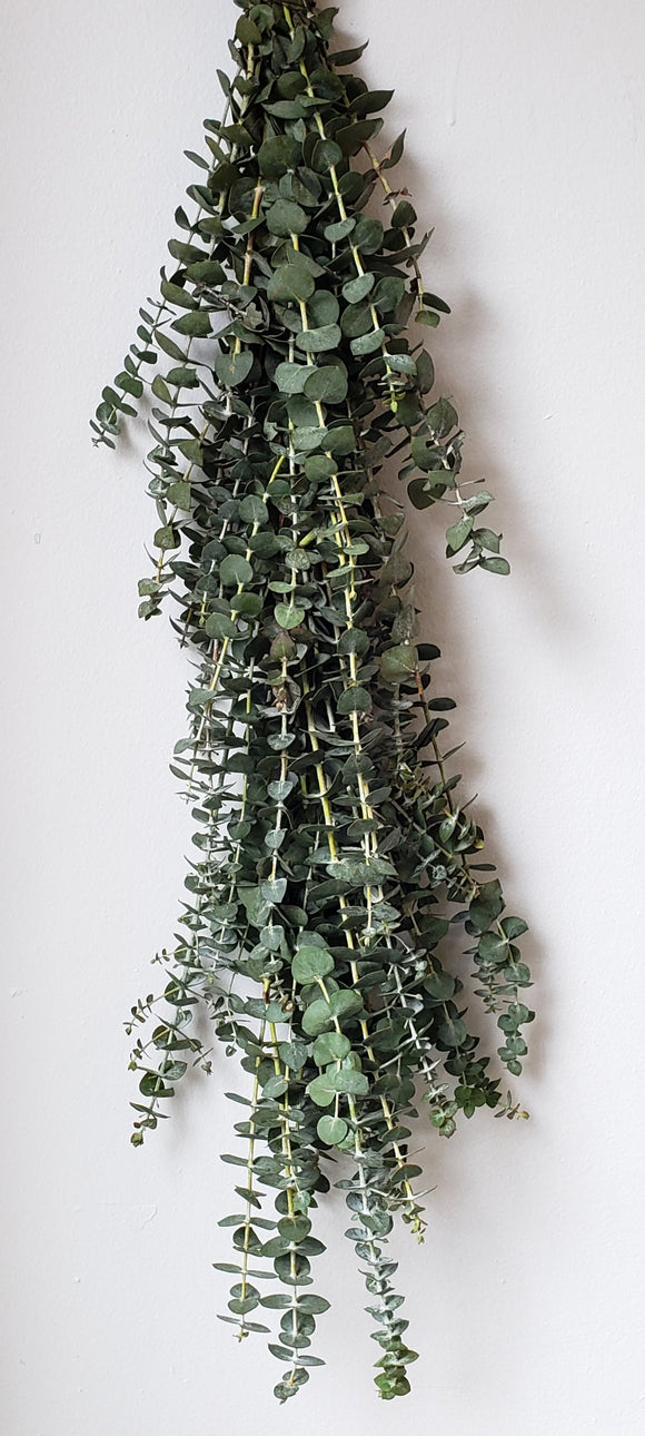 Eucalyptus Baby Blue Garland ($9.50 per foot)