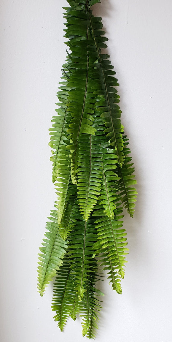Boston Fern Garland ($4.00 per foot)