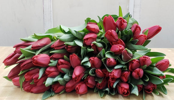Tulip Red