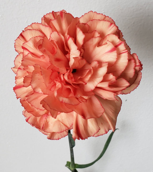 Carnation Orange