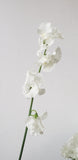 Sweetpeas White