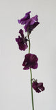 Sweetpeas Purple