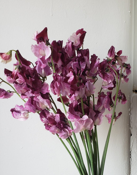 Sweetpeas Benishikibu