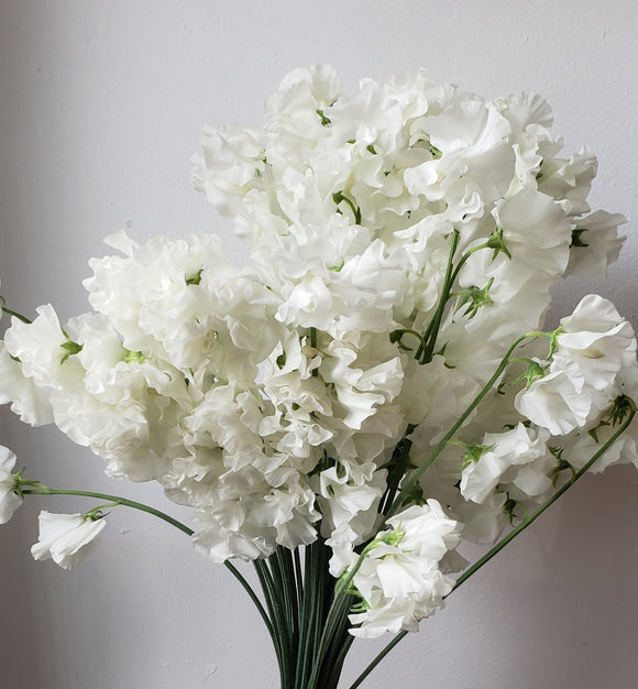 Sweetpeas White
