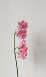 Sweetpeas Hot Pink