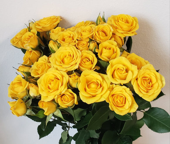 Spray Rose Yellow Babe