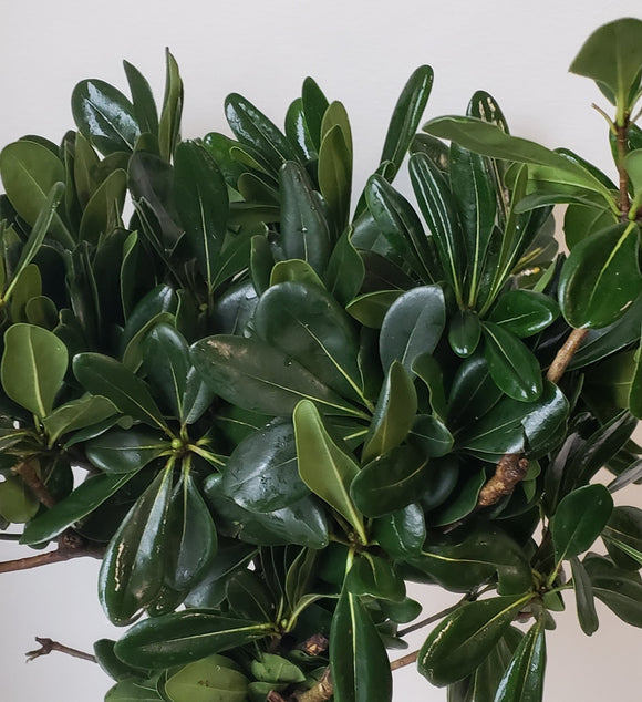 Pittosporum Green