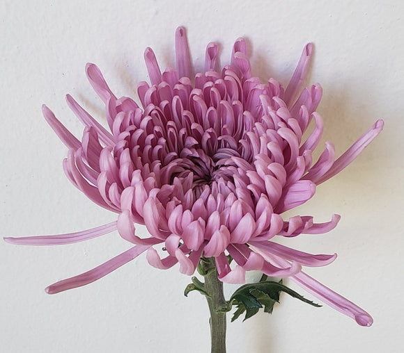Spider Mum Lavender