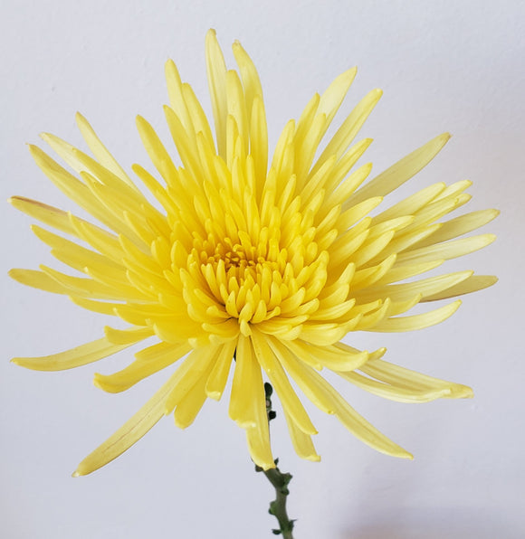 Spider Mum Yellow