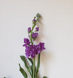 Stock Medium Purple
