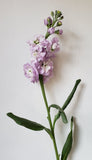 Stock Lavender