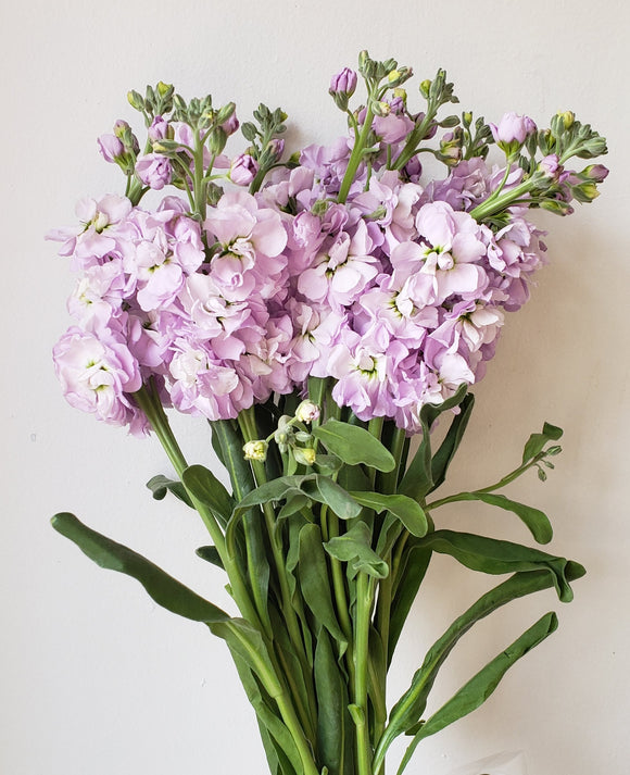 Stock Lavender